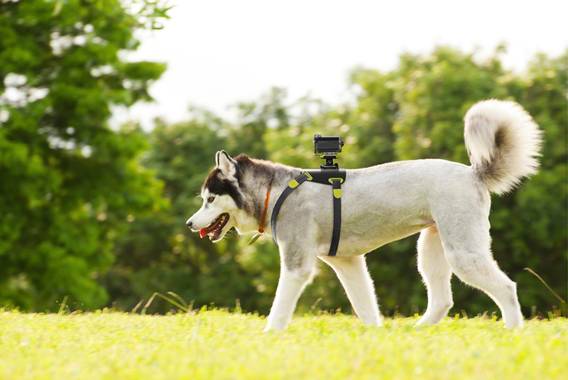 Sony-Action-Cam-Dog-Mount.jpg Sony-Action-Cam-Dog-Mount.jpg